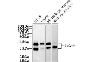 Western blot analysis of extracts of various cell lines, using EpCAM antibody (ABIN3021637, ABIN3021638, ABIN3021639, ABIN1513585 and ABIN6215463) at 1:500 dilution. (EpCAM anticorps  (AA 40-260))