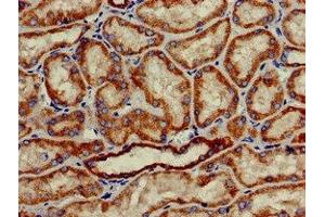 Immunohistochemistry of paraffin-embedded human kidney tissue using ABIN7155985 at dilution of 1:100