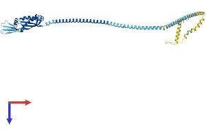 AlphaFold protein structure predicition of Mouse Recombinant Flot1 Protein, UniprotID O08917