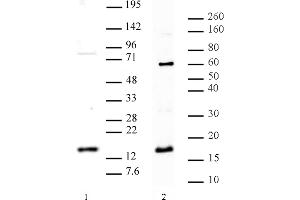 Histone H3 dimethyl Arg8 asymmetric pAb tested by Western blot. (Histone 3 anticorps  (2meArg8 (asymetric)))