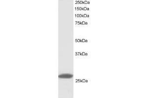 ABIN184956 staining (1ug/ml) of human lymph node lysate (RIPA buffer, 30ug total protein per lane).