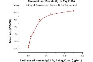 Protein G protein (His tag)