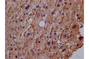 Immunohistochemistry of paraffin-embedded human adrenal gland tissue using ABIN7156606 at dilution of 1:100 (IL28RA anticorps  (AA 21-228))