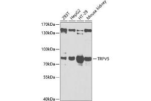 Western blot analysis of extracts of various cell lines, using TRPV5 antibody (ABIN6128841, ABIN6149606, ABIN6149607 and ABIN6222132) at 1:1000 dilution. (TRPV5 anticorps  (AA 1-325))