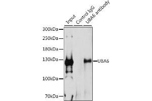 Immunoprecipitation analysis of 200 μg extracts of 293T cells, using 3 μg UB antibody (ABIN6129502, ABIN6149769, ABIN6149771 and ABIN6223415). (UBA6 anticorps  (AA 1-260))