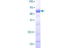 Image no. 1 for Sperm Specific Antigen 2 (SSFA2) (AA 1-267) protein (GST tag) (ABIN1321399)