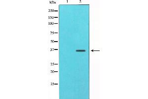 Western blot analysis of c-Jun expression in NIH-3T3 whole cell lysates,The lane on the left is treated with the antigen-specific peptide.