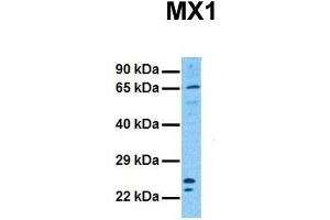 Host:  Rabbit  Target Name:  MX1  Sample Tissue:  Human 786-0  Antibody Dilution:  1. (MX1 anticorps  (C-Term))