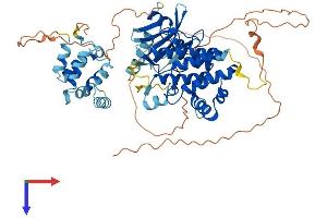 AlphaFold protein structure predicition of Human Recombinant IRAK3 Protein, UniprotID Q9Y616