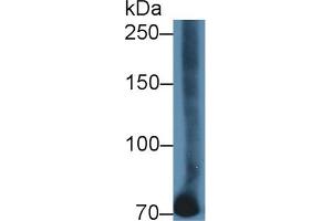 Detection of TF in Bovine Kidney lysate using Polyclonal Antibody to Transferrin (TF)