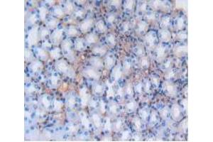 IHC-P analysis of Mouse Kidney Tissue, with DAB staining. (Albumin anticorps)