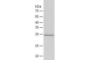 Western Blotting (WB) image for COX4 Neighbor (COX4NB) (AA 1-210) protein (His-IF2DI Tag) (ABIN7122489)