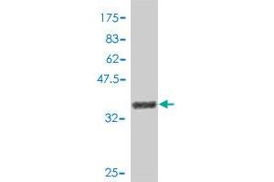 Western Blot detection against Immunogen (38.