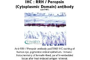 Image no. 1 for anti-Peropsin (RRH) (3rd Cytoplasmic Domain) antibody (ABIN1738966) (Peropsin anticorps  (3rd Cytoplasmic Domain))
