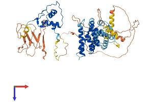 AlphaFold protein structure predicition of Human Recombinant NR2C2 Protein, UniprotID P49116