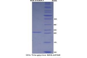 SDS-PAGE analysis of Rat PARK7 Protein. (PARK7/DJ1 Protéine)