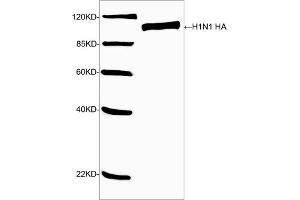 Western blot analysis of H1N1 HA recombinant protein using H1N1 HA Antibody (ABIN399080, 1 µg/mL) The signal was developed with IRDyeTM 800 Conjugated Goat Anti-Rabbit IgG. (Hemagglutinin anticorps  (AA 200-250))