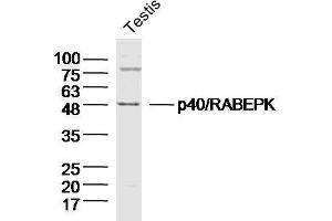 Mouse testis lysates probed with p40/RABEPK Polyclonal Antibody  at 1:300 overnight at 4°C followed by a conjugated secondary antibody for 60 minutes at 37°C.