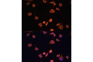 Immunofluorescence analysis of L929 cells using NF2 antibody (ABIN6128275, ABIN6144548, ABIN6144551 and ABIN7101344) at dilution of 1:100.