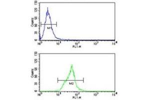 Neprilysin antibody flow cytometry analysis of Ramos cells (green) compared to a negative control (blue).