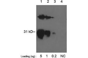 Lane 1-3: GST fusion protein in E. (GST anticorps  (Biotin))