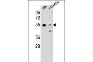 GNAS Antibody (C-term) (ABIN656989 and ABIN2850497) western blot analysis in 293,NCI- cell line lysates (35 μg/lane).