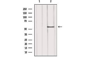 Western blot analysis of extracts from Mouse liver, using UGT2B7 Antibody. (UGT2B7 anticorps)