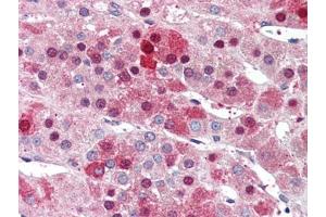 Human Adrenal (formalin-fixed, paraffin-embedded) stained with NDC80at 5 µg/ml followed by biotinylated anti-goat IgG secondary antibody, alkaline phosphatase-streptavidin and chromogen. (NDC80 anticorps  (C-Term))