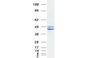 Validation with Western Blot