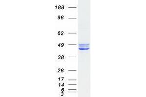 Validation with Western Blot (CKMT2 Protein (Transcript Variant 1) (Myc-DYKDDDDK Tag))