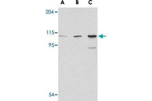 Western blot analysis of GRIK1 in P815 cell lysate with GRIK1 polyclonal antibody  at (A) 0. (GRIK1 anticorps  (C-Term))