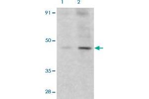 Western Blot (Cell lysate) analysis of HeLa cells with 2 ug/mL DFFA polyclonal antibody . (DFFA anticorps  (AA 2-21))
