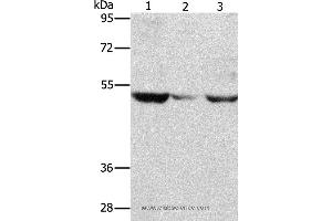 Western blot analysis of PC3 cell and mouse muscle tissue, A375 cell, using MMP1 Polyclonal Antibody at dilution of 1:500 (MMP1 anticorps)