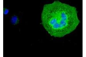 Anti-SLC18A2 mouse monoclonal antibody (ABIN2452654) immunofluorescent staining of COS7 cells transiently transfected by pCMV6-ENTRY SLC18A2 (RC221342). (SLC18A2 anticorps)