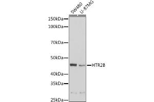 Western blot analysis of extracts of various cell lines, using HTR2B Rabbit pAb (ABIN6127310, ABIN6142069, ABIN6142070 and ABIN6221320) at 1:1000 dilution.