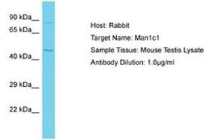 Image no. 1 for anti-Mannosidase, Alpha, Class 1C, Member 1 (MAN1C1) (AA 522-571) antibody (ABIN6750319) (MAN1C1 anticorps  (AA 522-571))