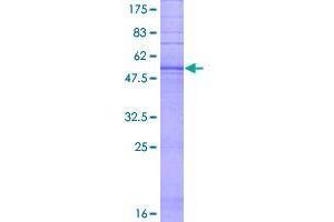 Image no. 1 for Taste Receptor, Type 2, Member 60 (TAS2R60) (AA 1-318) protein (GST tag) (ABIN1322182)