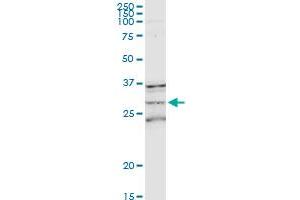MS4A1 MaxPab rabbit polyclonal antibody.