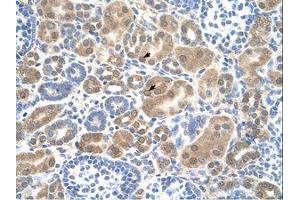 Image no. 1 for anti-Solute Carrier Family 38 Member 1 (SLC38A1) (AA 211-260) antibody (ABIN205011)