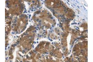 Detection of Cys-C in Human Stomach Tissue using Monoclonal Antibody to Cystatin C (Cys-C) (Cystathionine-gamma-Synthase Precursor (CYS) (AA 27-146) anticorps)