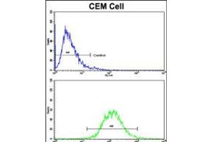 Flow cytometric analysis of CEM cells using HMHA1 Antibody (bottom histogram) compared to a negative control cell (top histogram). (HMHA1 anticorps  (AA 877-903))