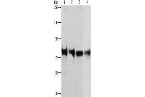 Western Blotting (WB) image for anti-K-Cadherin (CDH6) antibody (ABIN2429323)