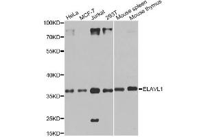 Western blot analysis of extracts of various cell lines, using ELAVL1 antibody. (ELAVL1 anticorps)