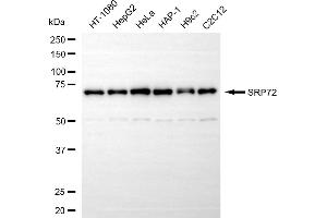 anti-Signal Recognition Particle 72kDa (SRP72) antibody