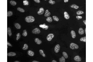 Immunofluorescent staining of U-2 OS (ATCC HTB-96) cells. (CDC5L anticorps  (AA 109-303))