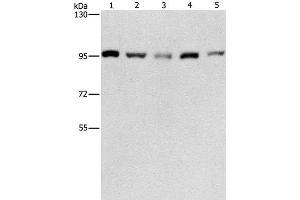 Western Blot analysis of HepG2, K562, Jurkat, 231 and hela cell using CDC46 Polyclonal Antibody at dilution of 1:475 (MCM5 anticorps)