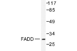 Image no. 1 for anti-Fas (TNFRSF6)-Associated Via Death Domain (FADD) antibody (ABIN271887) (FADD anticorps)