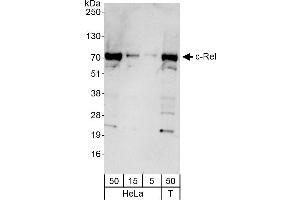 Western Blotting (WB) image for anti-REL proto-oncogene (c-Rel) (AA 569-619) antibody (ABIN7451669)