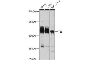 Western blot analysis of extracts of various cell lines, using TES antibody (ABIN7270772) at 1:3000 dilution. (TES anticorps  (AA 1-260))