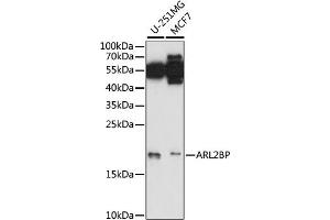 Western blot analysis of extracts of various cell lines, using BP antibody (ABIN7265492) at 1:1000 dilution. (ARL2BP anticorps  (AA 1-100))